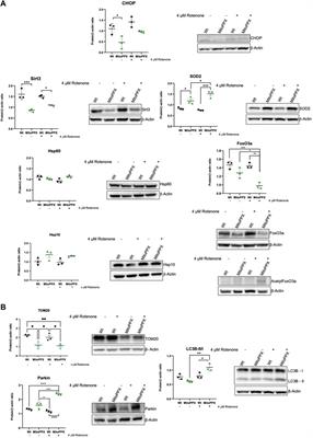 Mitochondrial inorganic polyphosphate is required to maintain proteostasis within the organelle